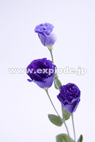 042�F�g���R�L�L���E