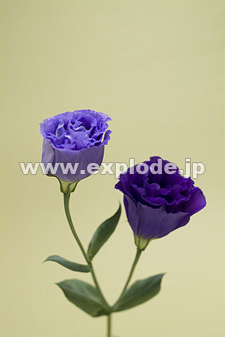046�F�g���R�L�L���E