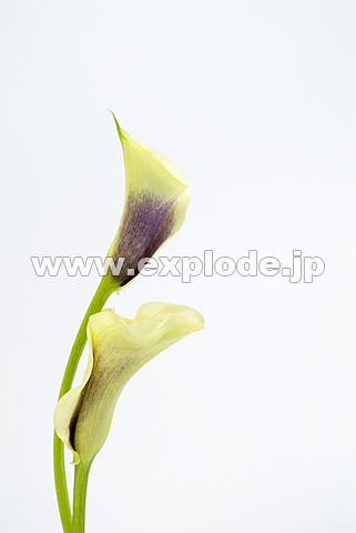 047�F�J���[