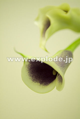 049�F�J���[