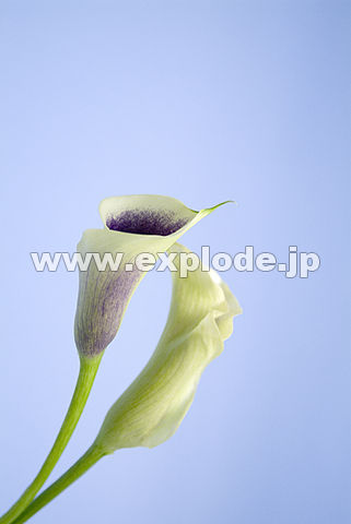 051�F�J���[