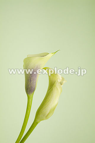 052�F�J���[