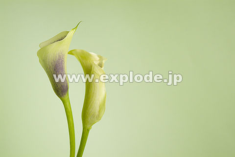 053�F�J���[