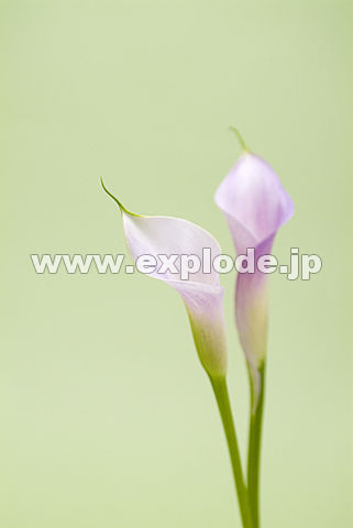 054�F�J���[