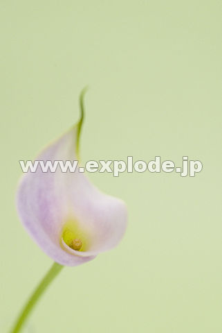 056�F�J���[