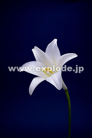 071�F�e�b�|�E����