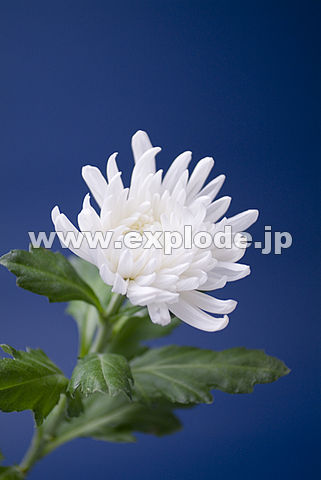 077�F�L�N