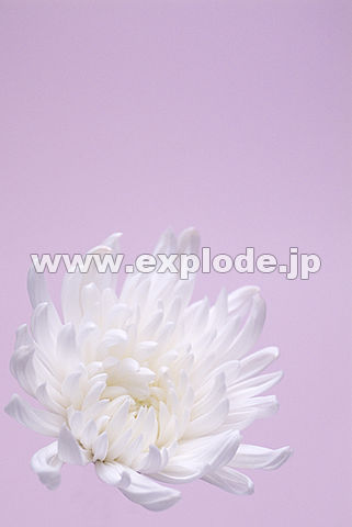 081�F�L�N