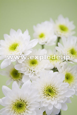 084�F�X�v���[�M�N