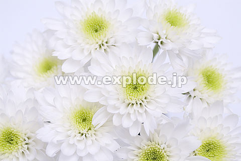 086�F�X�v���[�M�N