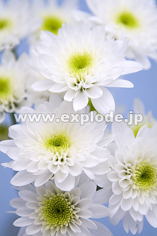 087�F�X�v���[�M�N