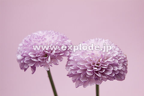 095�F�L�N