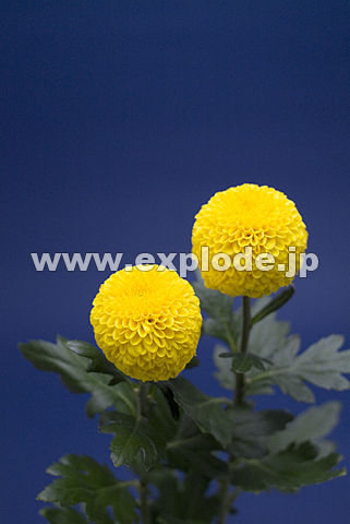 097�F�L�N