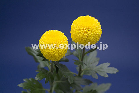 098�F�L�N