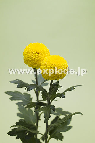 099�F�L�N