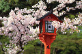 031：平野神社