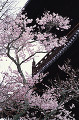 043：南禅寺