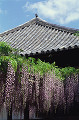 093：平等院
