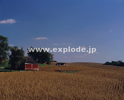 004 アメリカ アイオワ州 トウモロコシ畑と納屋 Ml2504 Jpg 写真素材