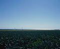 005：アメリカ　カリフォルニア州　キャベツ畑