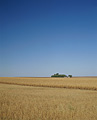 011：アメリカ　アイオワ州　トウモロコシ畑