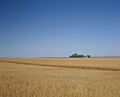 012：アメリカ　アイオワ州　トウモロコシ畑