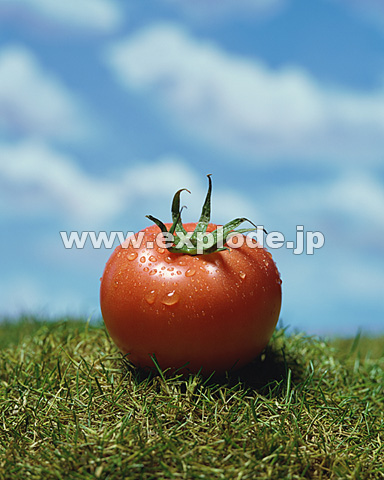 009�F�Ő���̃g�}�g