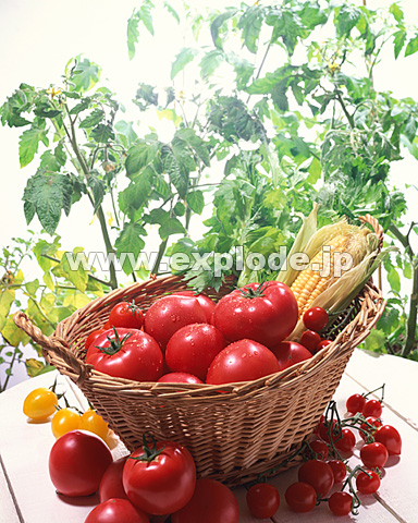011�F�g�}�g�ƃg�E�����R�V