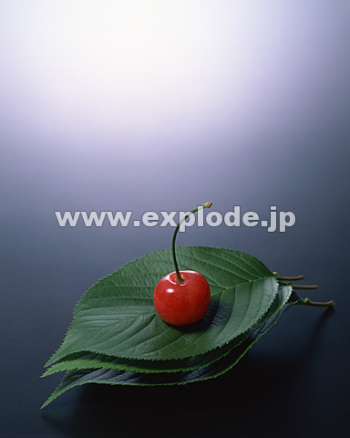 073�F�t�̏�̃T�N�����{