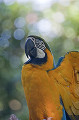 バードパーク リコンゴウインコ