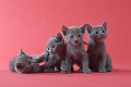 ４匹のロシアンブルーの子猫