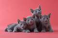 ４匹のロシアンブルーの子猫