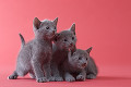 ３匹のロシアンブルーの子猫