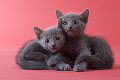 ２匹のロシアンブルーの子猫