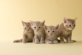 ４匹のアメリカンショートヘアーの子猫