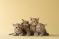 ４匹のアメリカンショートヘアーの子猫