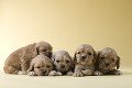 ５匹のアメリカンコッカースパニエルの子犬