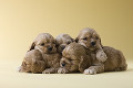 ５匹のアメリカンコッカースパニエルの子犬