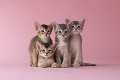 ４匹のアビシニアンの子猫