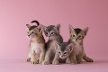 ４匹のアビシニアンの子猫