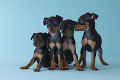 ４匹のミニチュアピンシャーの子犬
