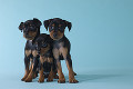 ３匹のミニチュアピンシャーの子犬