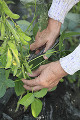 豆を収穫する手