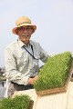 米の苗を持つ男性