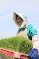 米の苗を持つ女性