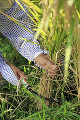 稲を刈る女性の手　鎌