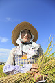 刈り取った稲を持つ女性