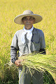 稲の中で刈り取った稲を持つ男性