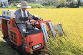 コンバインで稲を刈る男性