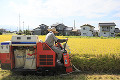 コンバインで稲を刈る男性